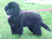 Превью фото № 187565