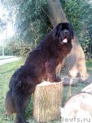 Превью фото № 187607