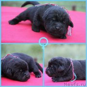 Превью фото № 187710