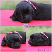 Превью фото № 187713