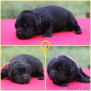 Превью фото № 187714