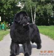 Превью фото № 187721