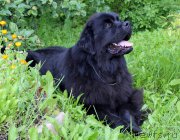 Превью фото № 187822