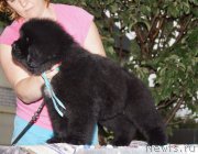 Превью фото № 187979