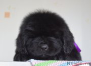 Превью фото № 187980