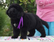 Превью фото № 187984