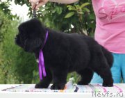 Превью фото № 187985