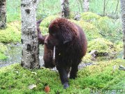 Превью фото № 188022