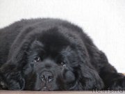 Превью фото № 188064