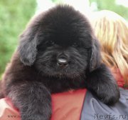 Превью фото № 188176