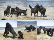 Превью фото № 188327