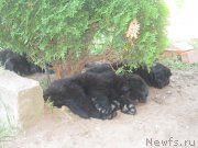 Превью фото № 188333