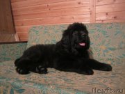 Превью фото № 188369