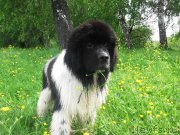 Превью фото № 188370