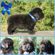 Превью фото № 188494