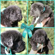 Превью фото № 188495