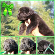 Превью фото № 188508