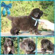 Превью фото № 188509