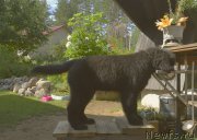 Превью фото № 188518