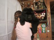 Превью фото № 188585