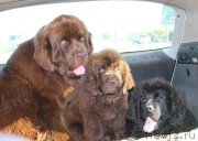 Превью фото № 188595