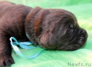 Превью фото № 188608