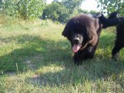 Превью фото № 188610