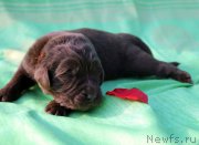 Превью фото № 188626