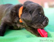 Превью фото № 188628