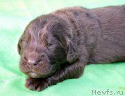 Превью фото № 188746