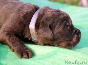 Превью фото № 188748