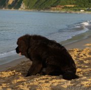 Превью фото № 188833