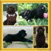 Превью фото № 188835