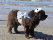 Превью фото № 188886