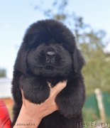 Превью фото № 188894