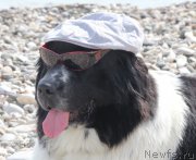 Превью фото № 188898