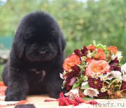 Превью фото № 188899