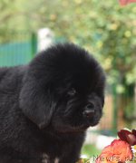 Превью фото № 188901