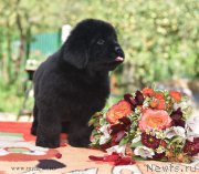 Превью фото № 188906