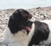 Превью фото № 188911