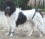 Превью фото № 188922