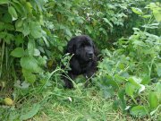 Превью фото № 188943