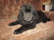 Превью фото № 189084