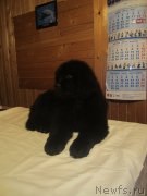 Превью фото № 189086