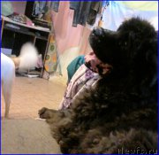 Превью фото № 189124