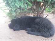 Превью фото № 189174