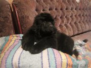 Превью фото № 189175