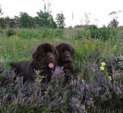 Превью фото № 189180