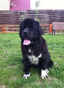 Превью фото № 189280