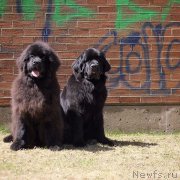 Превью фото № 189312